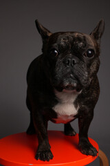 Cute black french bulldog