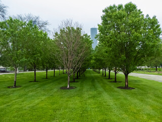 Fototapeta na wymiar Beautiful trees and grass in a natural park in Chicago, US