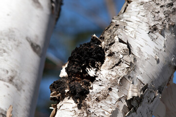 Chaga Mushroom On Birch Tree Stock Photo. Chaga Mushroom growing on the side of a birch tree. Image. Picture. Portrait.