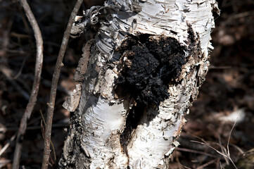 Chaga Mushroom On Birch Tree Stock Photo. Chaga Mushroom growing on the side of a birch tree. Image. Picture. Portrait.