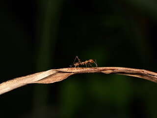 ant walking on dry leaf with blur green background in garden