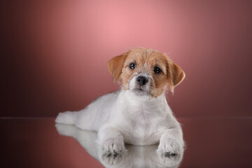 Dog on a pink background. jack russell terrier puppy, wire-haired. 