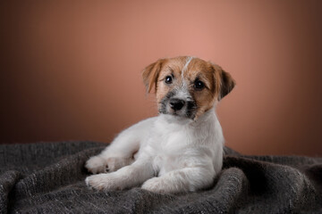 Dog on a pink background. jack russell terrier puppy, wire-haired. 