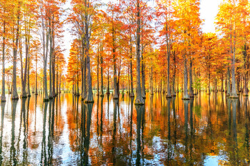 Beautiful colorful forest landscape in autumn.