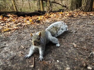 Naklejka premium A curious squirrel looking at a person in a park
