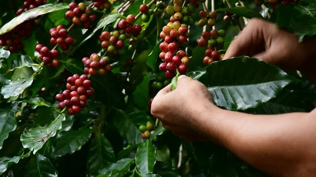Hand farmer picking coffee bean in coffee process agriculture background, Coffee farmer picking ripe cherry beans, Fresh coffee bean in the basket, Close up of red berries coffee beans.