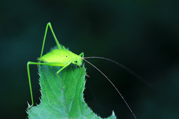 Katydids on wild plants, North China