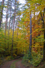 Beautiful autumn forest scene and path in the woods