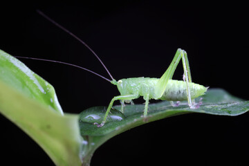 Katydids on wild plants, North China