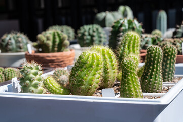 Group of Etiolated cactus producing thin stems with well spaced internodes that lean towards the...