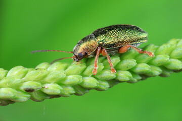 Naklejka premium Leaf beetles inhabit wild plants in North China