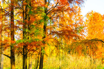 Colorful forest landscape in autumn.