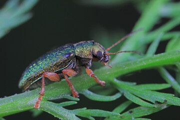 Leaf beetles inhabit wild plants in North China