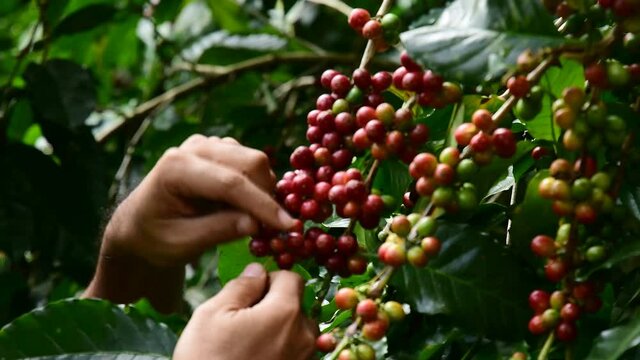 Hand farmer picking coffee bean in coffee process agriculture background, Coffee farmer picking ripe cherry beans, Fresh coffee bean in the basket, Close up of red berries coffee beans.