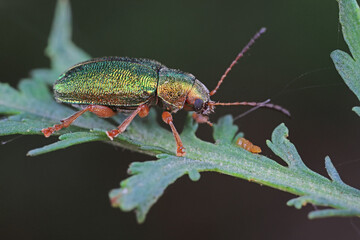 Leaf beetles inhabit wild plants in North China