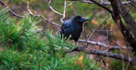 Crow perched in a pine tree from local mountain. 