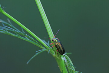 Leaf beetles inhabit wild plants in North China