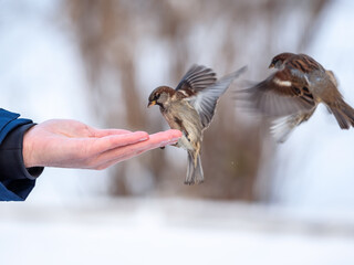 A sparrow sits on a man's hand and eats seeds.