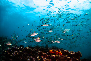 Fototapeta na wymiar A school of fish swimming over the reef in Panama