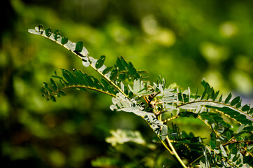 Green grass plant nature color tone macro shot. Nature and flower concept
