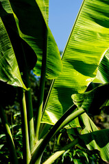 Green banana leaf in garden blue sky background