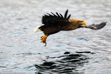 魚と舞うオジロワシ
