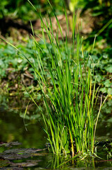 Green grass plant nature color tone macro shot. Nature and flower concept