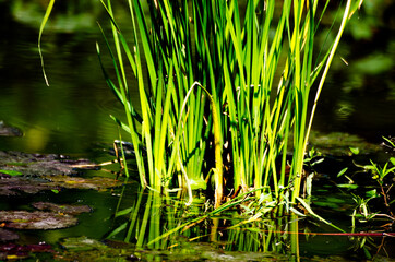 Green grass plant nature color tone macro shot. Nature and flower concept