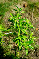 hot basil leaves young plant green leaf color