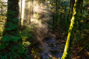 Fototapeta premium Mystical View of the Rain Forest during a foggy and rainy Fall Season. Alice Lake Provincial Park, Squamish, North of Vancouver, British Columbia, Canada.