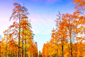 Fototapeta premium Colorful forest landscape in autumn.
