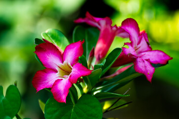 Pink flowers with blurred green background close up shot. Nature and wallpaper concept