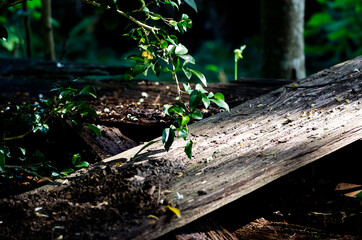 Nature wooden prank sheet board in forest, garden. Close up and nature concept