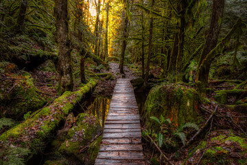 Mystical View of a Path in the Rain Forest during a foggy and rainy Fall Season. Squamish, North of Vancouver, British Columbia, Canada.