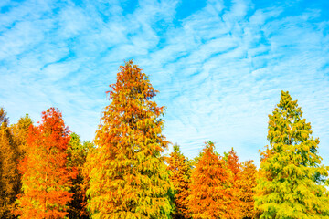 Colorful forest landscape in autumn.