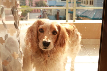 In the Veranda