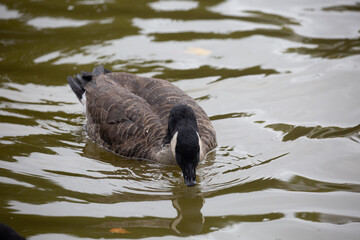 Canadian goose swimming in the lake