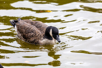 Canadian goose swimming in the lake