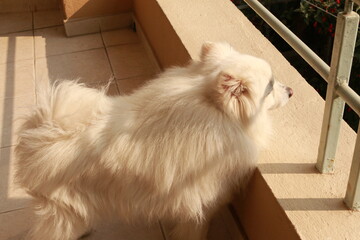 reflecting the sunlight with my mane