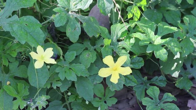 Yellow flower of Momordica charantia blooming in organic farm
