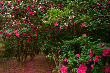 サザンカと小道(香川県さぬき市)