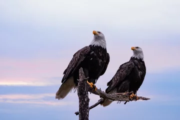 Gordijnen Two Bald Eagles sit on perch © David