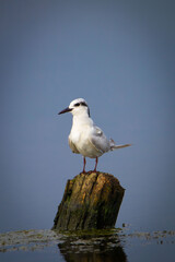 Whiskered tern, nature, water, white, wildlife, beak, sky, ocean, feather, beach, blue, coast, birds, seabird, fly, rock, wing, wild, seagulls, two