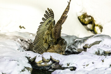 狩りをするシマフクロウ