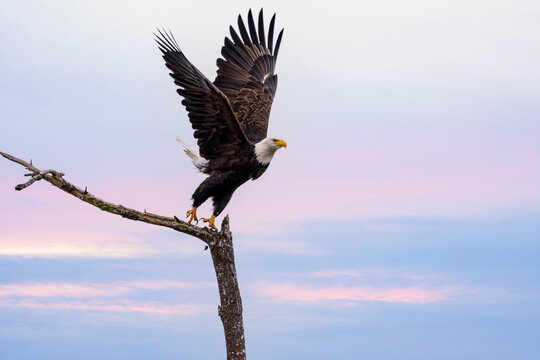 Bald Eagle flies from tree