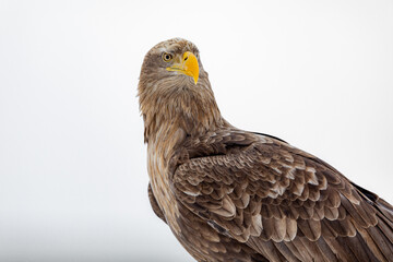 辺りを警戒するオジロワシ