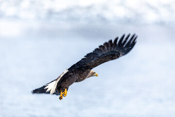 偵察するオジロワシ