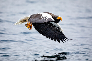 狩りをするオオワシ