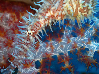 Perfectly camouflaged Ornate Ghost Pipefish in Coral Garden