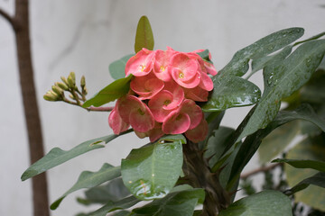 Flor rosa en jardín mexicano